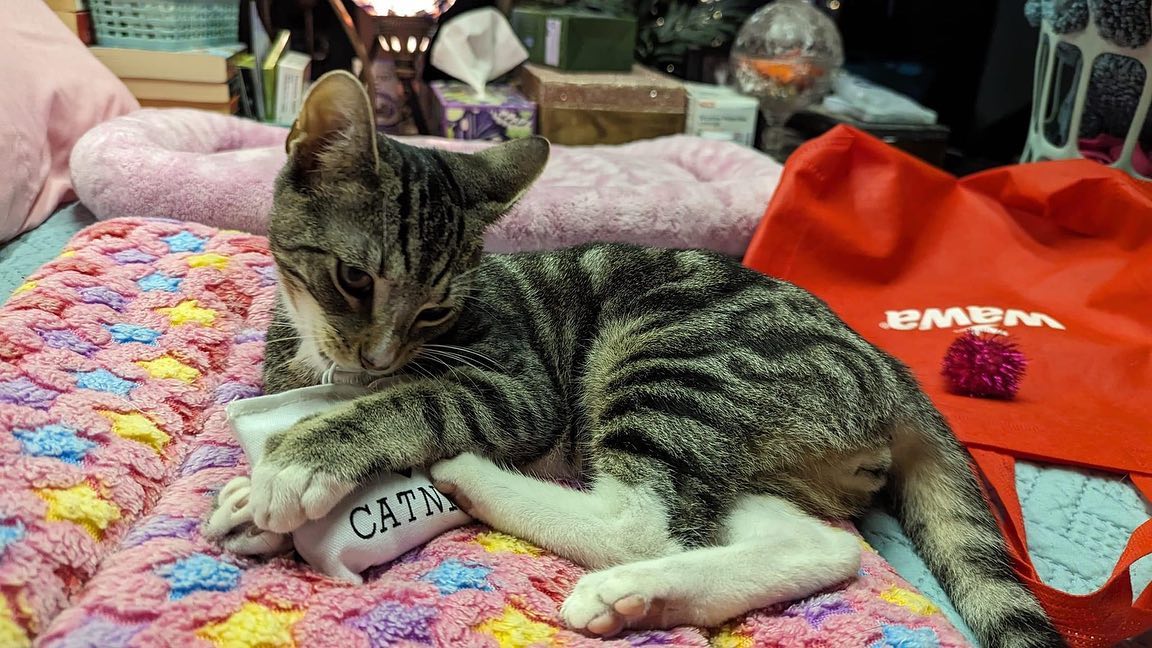 Pippin is the sweetest little snuggle baby looking for a home! 